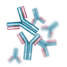 Human Trypsinogen-2 Antibody (mAb) - Mouse