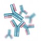 Human Alpha-Fetoprotein Antibody (mAb) - Mouse