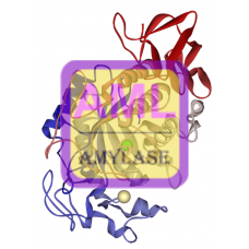 Amylase (Pancreatic) Antibody (mAb) - Mouse