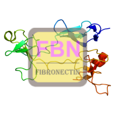 Fibronectin Antibody (pAb) - Rabbit