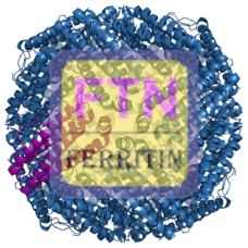 Ferritin Antibody (mAb) - Mouse