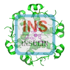 Insulin (Bovine) Antibody (pAb) - Guinea Pig