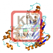 Creatine Kinase (BB) Antibody (pAb) - Rabbit