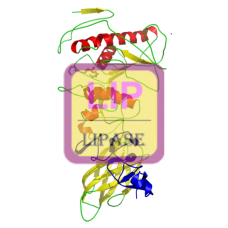 Lipase (Pancreatic) Antibody (mAb) - Mouse