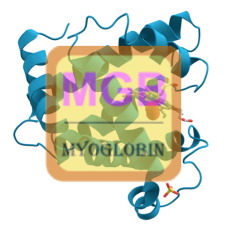 Myoglobin Antibody (pAb) - Rabbit