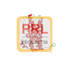 Prolactin Antibody (mAb) - Mouse