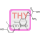 Triiodothyonine (T3) Antibody (pAb) - Rabbit