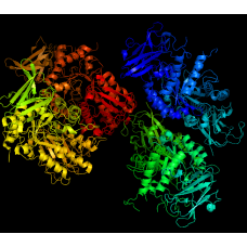 Purine-Nucleoside Phosphorylase