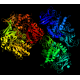 Cystathionine beta-Synthase